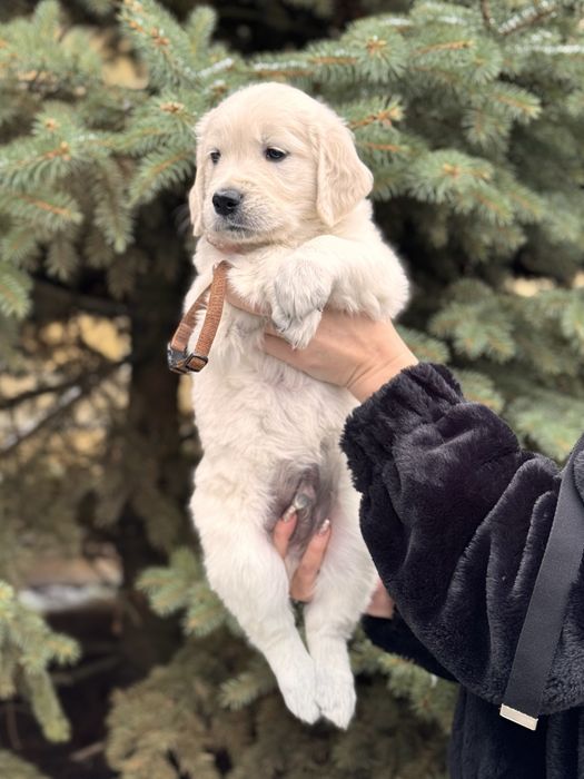 Золотистий ретривер.