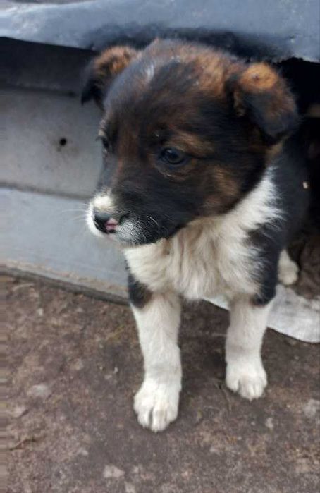 Цуценята в дар. Будуть невеликого розміру.