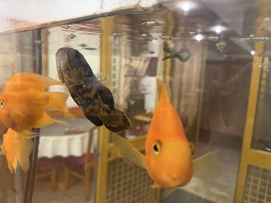 URGENTE Vendo Peixes Papagaio e Peixe Óscar OFERTA AQUÁRIO