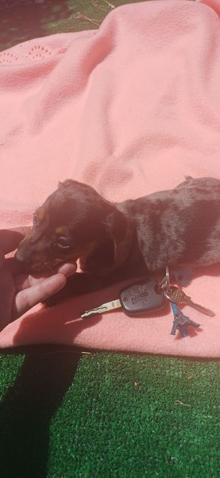 Teckel miniatura alerquim fêmea