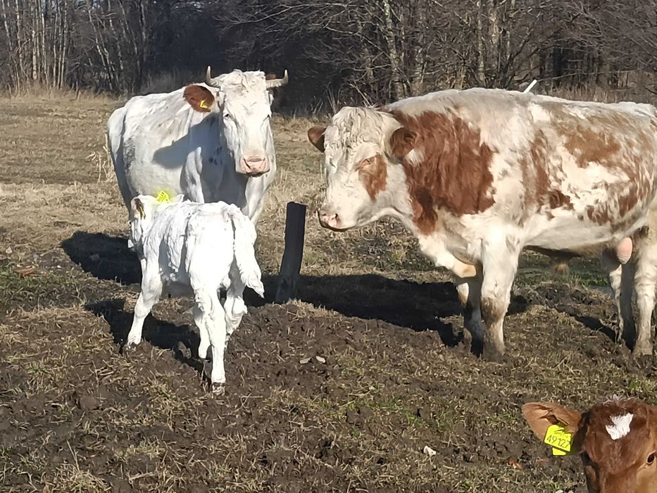 Krowa mleczna z byczkiem.