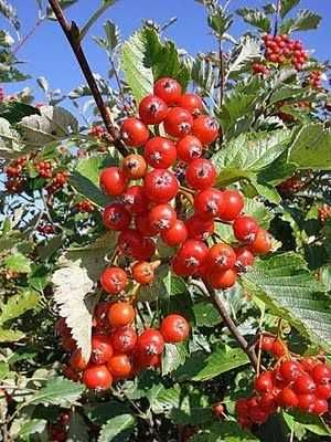 Jarząb szwedzki obwód pnia: 4-6, 6-8,8-10,10-12,12-14  cm.