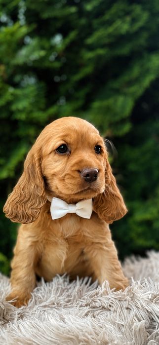 Cocker spaniel angielski sunia Rodowód