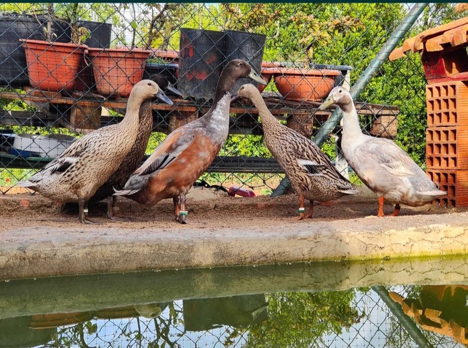 Ovos galados de patos corredores da Índia *LER DESCRIÇÃO*