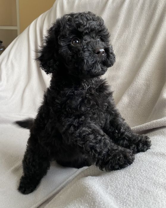 Собачка    позитив