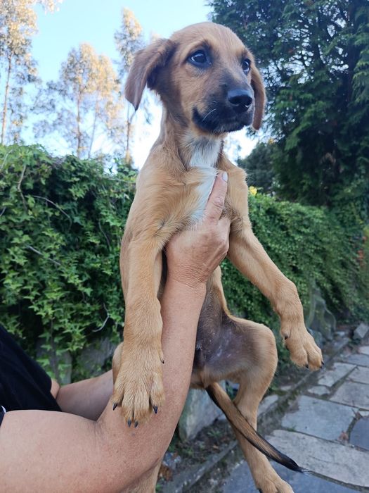 Cães bebés para adoção responsável