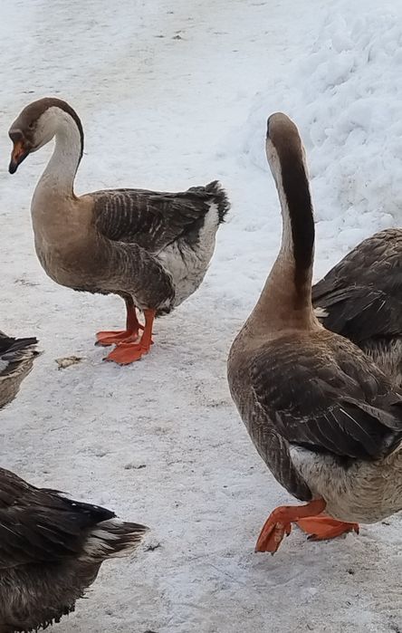 Gęsi garbonose młode dwa samce