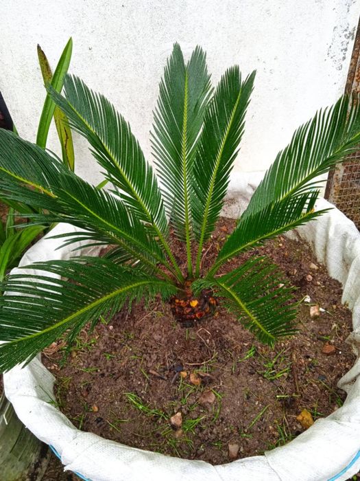 Vendo sica bonita para jardim ou em vaso grande.