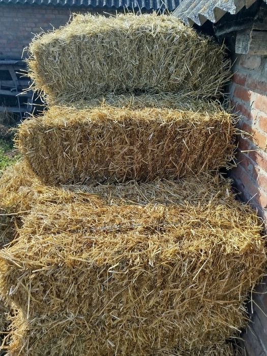 Продам тюки ячмінної соломи