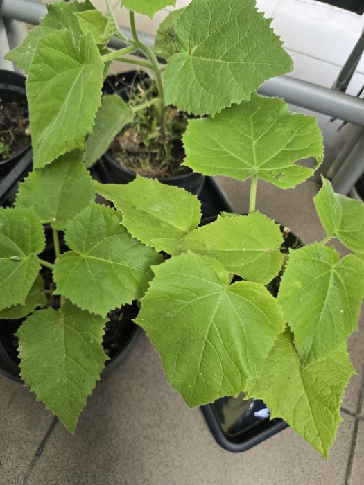 Drzewa tlenowe paulownia już zimowała