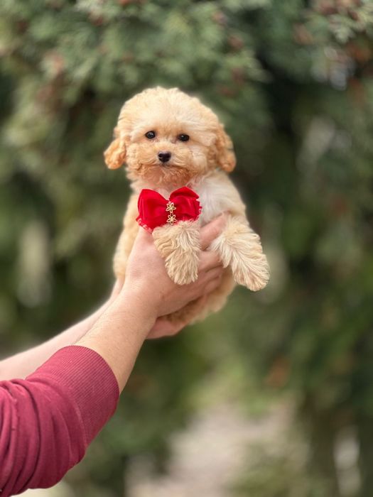 Мальтіпу мікро міні дівчинка красунька. Лапочка неймовірна:)