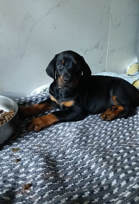 Excelente Dobermann europeu com Lop/pedegree