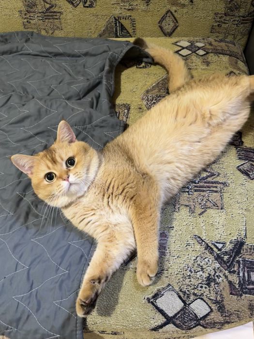 Вязка кота. Случка. Золотая шиншилла