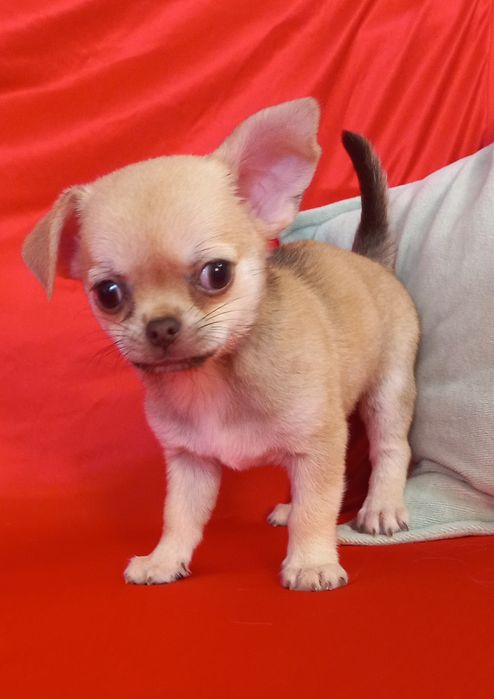 Продам чихухуа мальчик