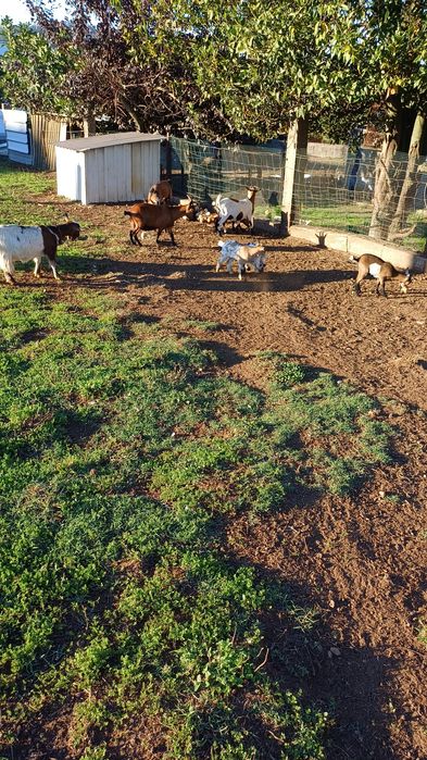 Vendo  10 cabras anas  8 fêmeas e 2 machos