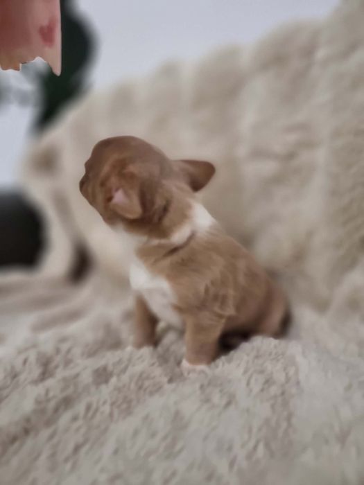 Chihuahua fci Piesek krótkowłosy