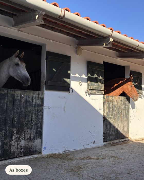 Penso de cavalos / Horse livery – box disponível – Alfeizerão