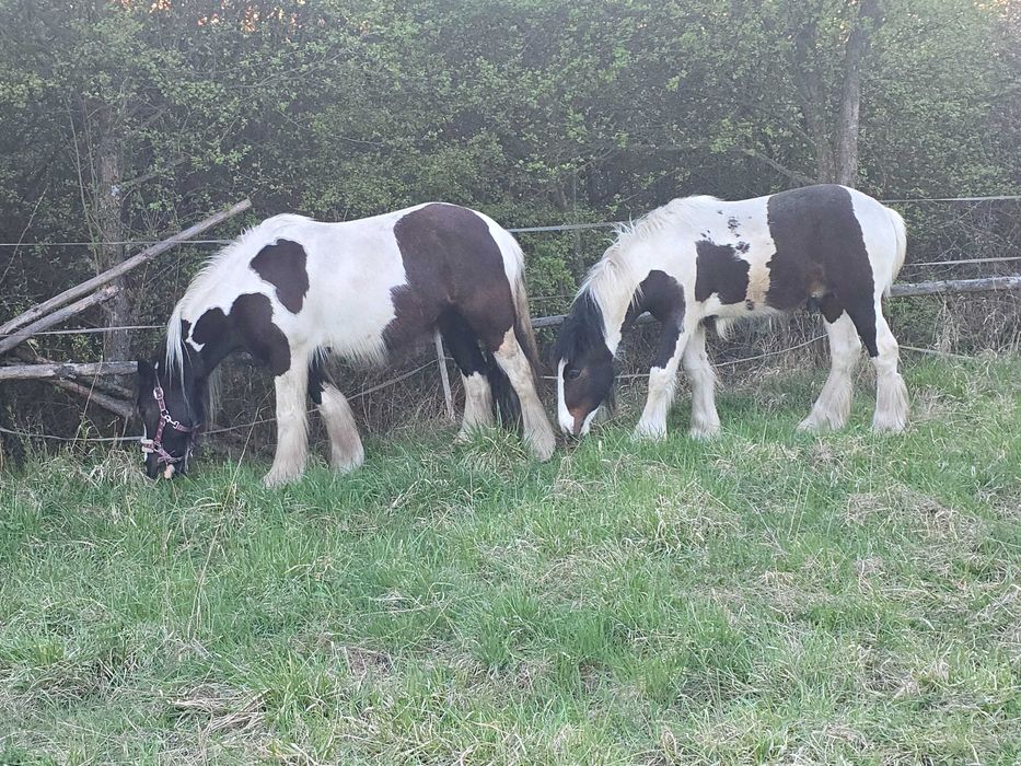 Irish Cob Ogierek