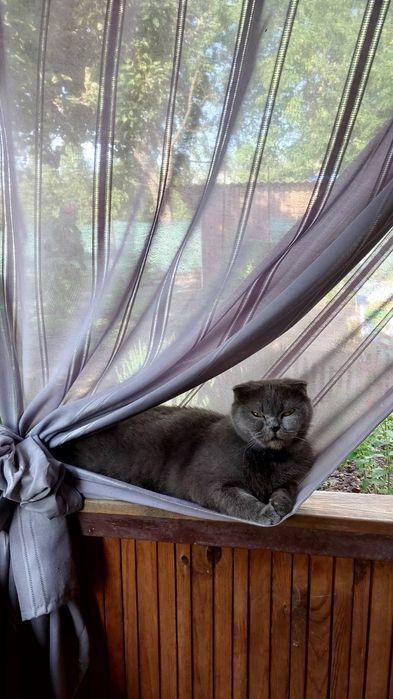 Срочно! Отдам кошечку