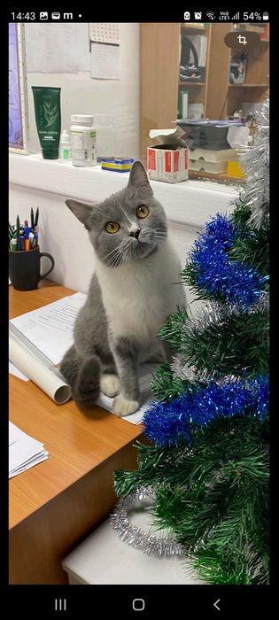 Віддам кицьку безкоштовно