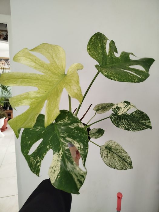 Продам гарненьку монстеру мінт