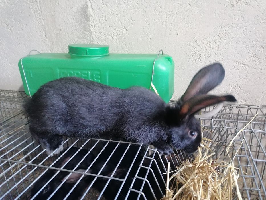 Coelhos F1 vacinados e desparasitados