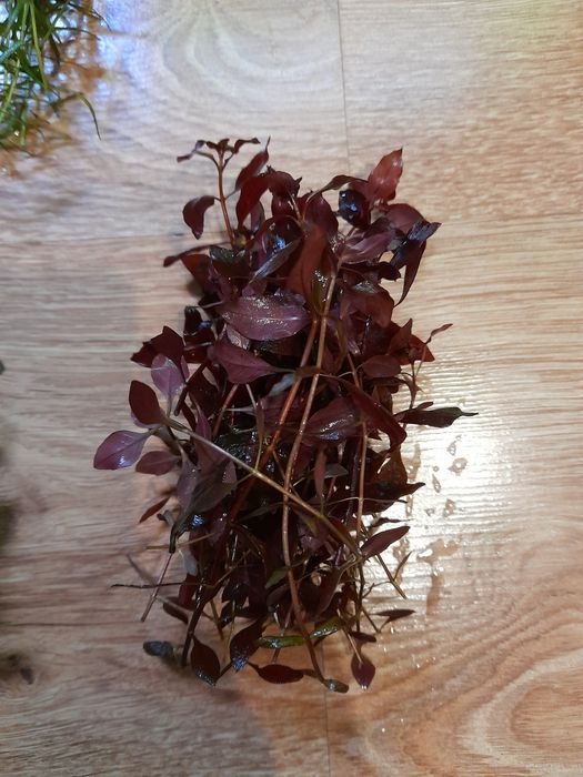 Mini zestaw roślin