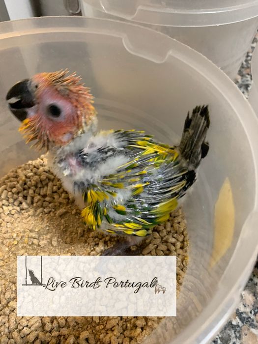 Aratingas sol bebes para cedencia