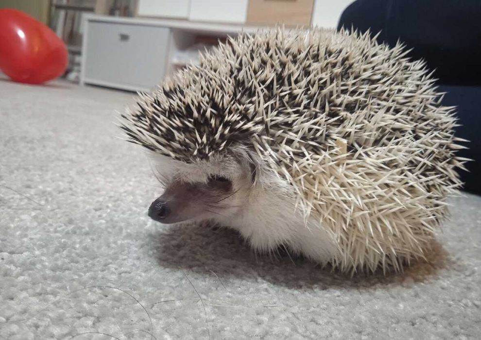 Jeż Jeżyk Pigmejski - maluszki gotowe na zmiane domu