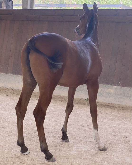 Vendo Poldra PSA, X Star Ben Rita
