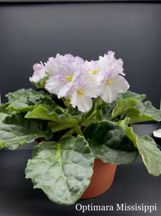 ЦВЕТУЩИЕ.Фиалка,сенполия,цветы