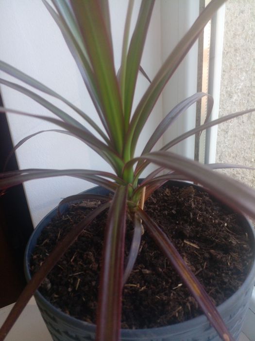 Пальма кімнатна Драцена