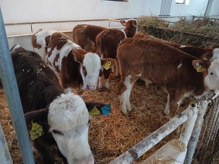 Cielęta mięsne  Simental, startery, odsadki, samodzielne, na mleko