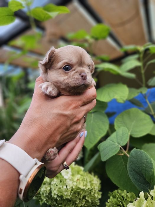 Chihuahua długowłosy śliczny chłopiec  dostępny