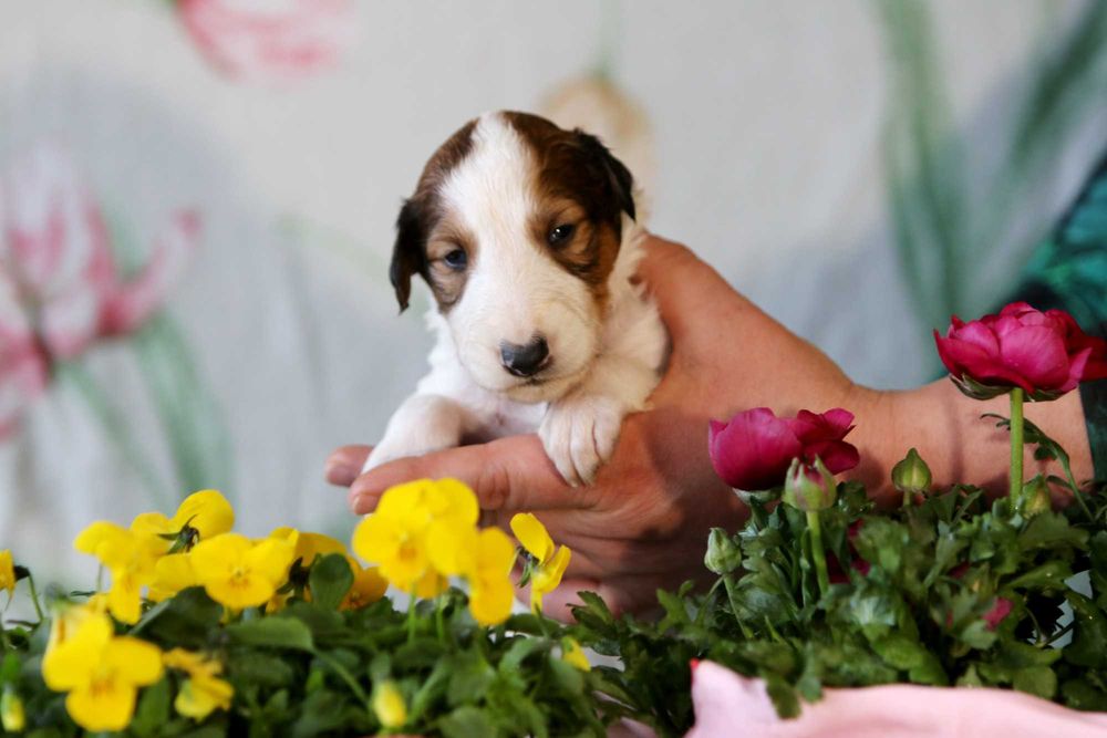 Borzoj Chart rosyjski, ZKwP FCI, śliczna sunia ROMANOV REWARD