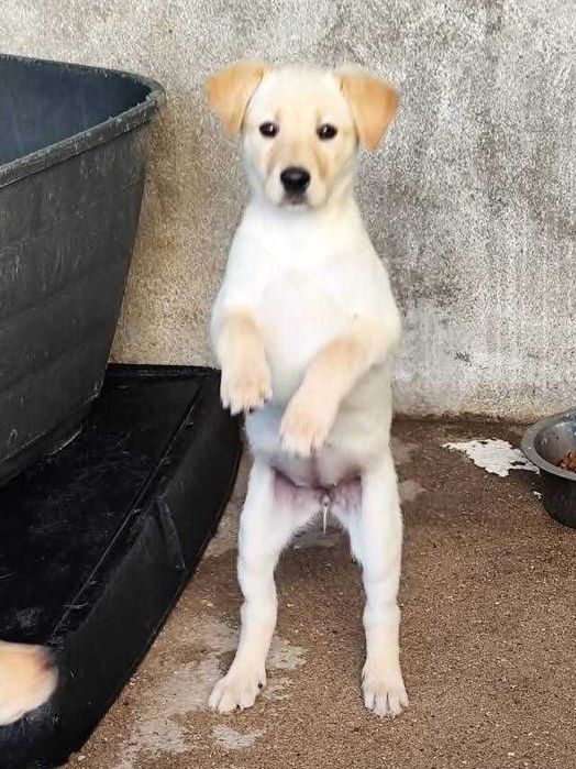 BEBÉ 5 (Fêmea, 3/4 Meses) Para Adoção