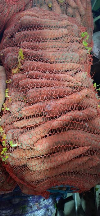 Морква, цибуля, буряк, буряк кормовий