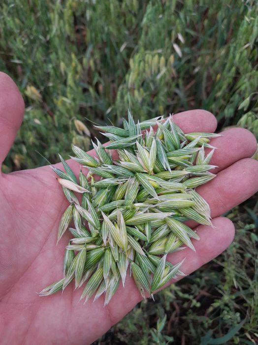 Owies ozimy Snowbird Kws  po centrali gęstość 51,1