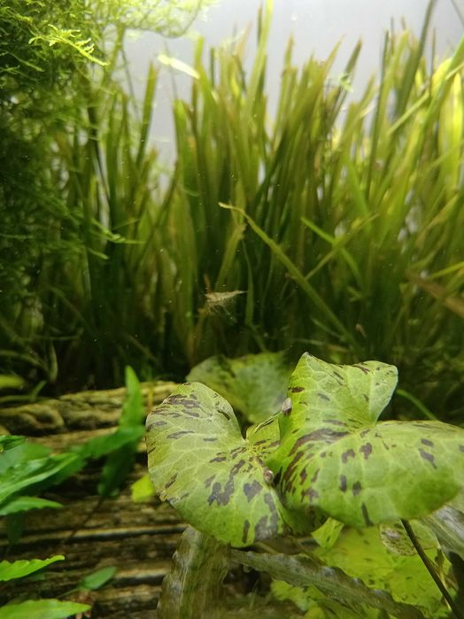 Rośliny Akwariowe i drobne zwierzątka