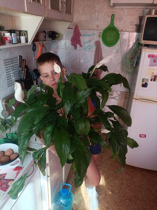 Спатифилум белый