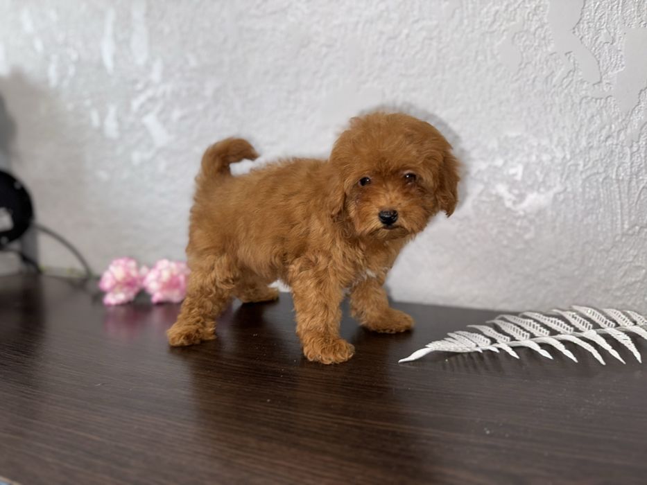 Малюки мальтіпу дизайнерські та гіпоалергенні друзі