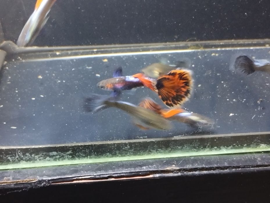 Gupiki big dorsal mozaika