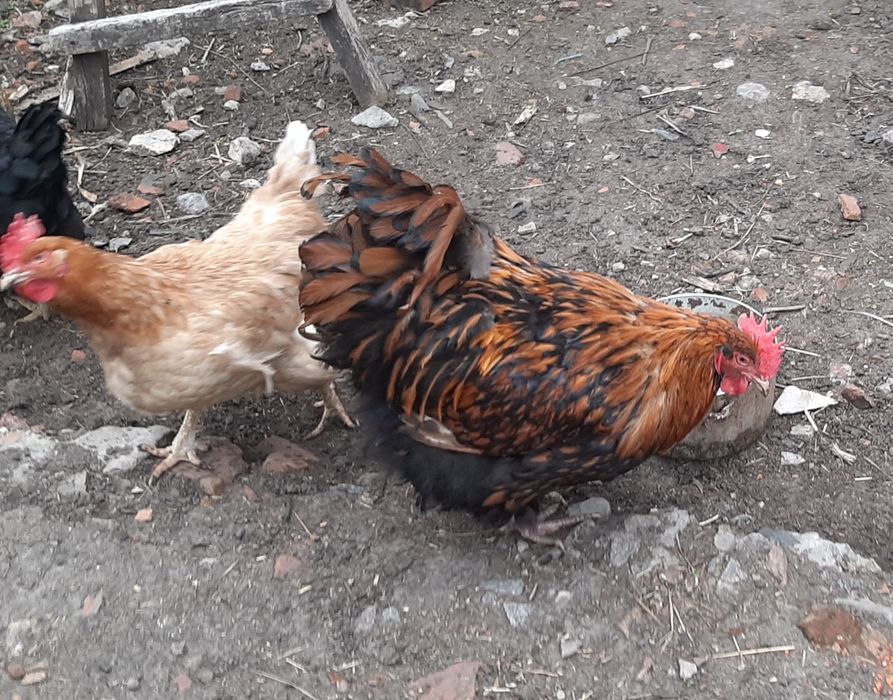Золотий орпінгтон. Півні. Петухи. Золотой орпингтон.