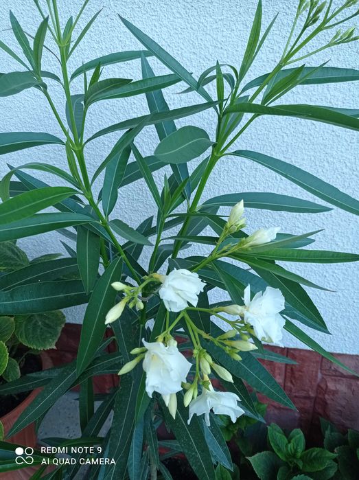 Олеандр               .