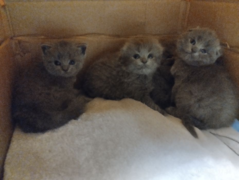 Продам Шотландських кошенят