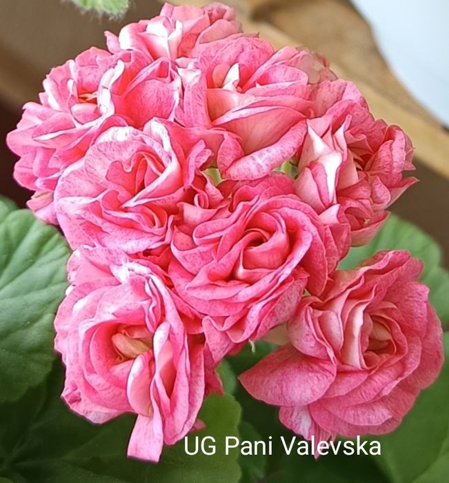 Pelargonie kolekcjonerskie