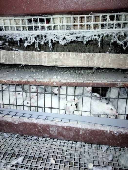 Продам молоді перепілки.