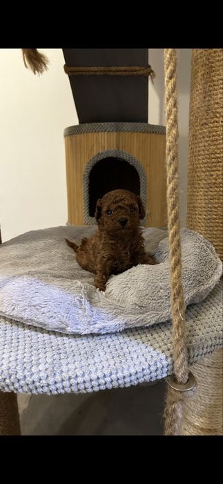 Дівчинка той пудель