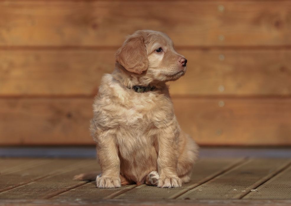 Hovawart szczenię piesek blond