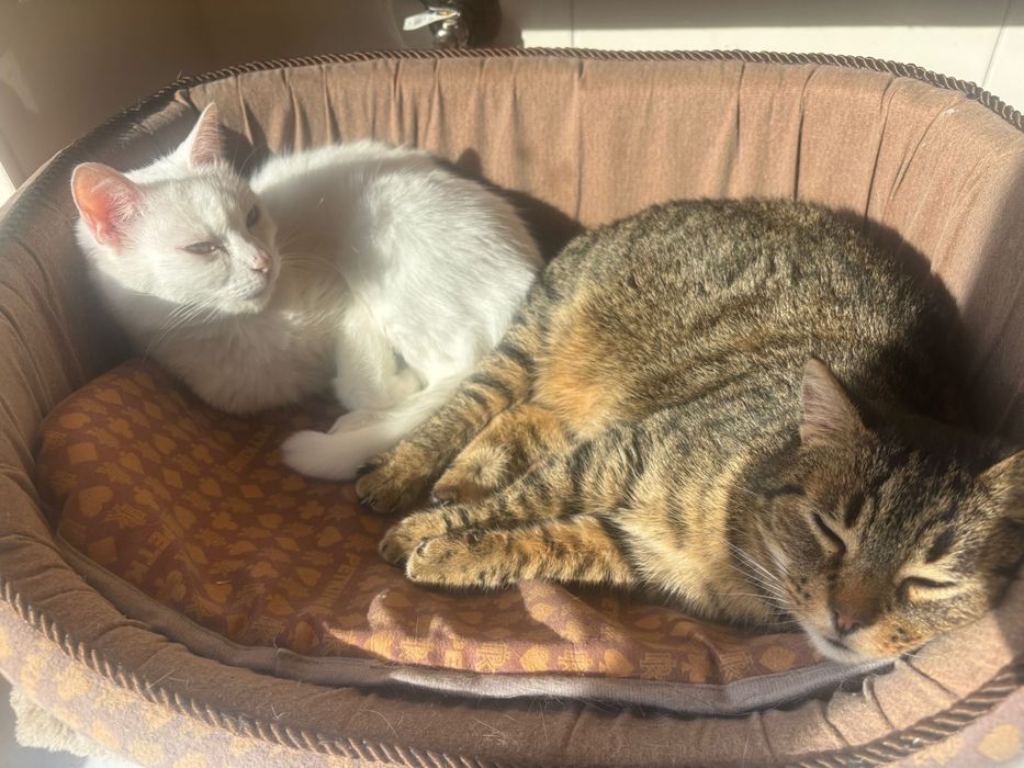 Adoção de Gatas Bowie e Tiger